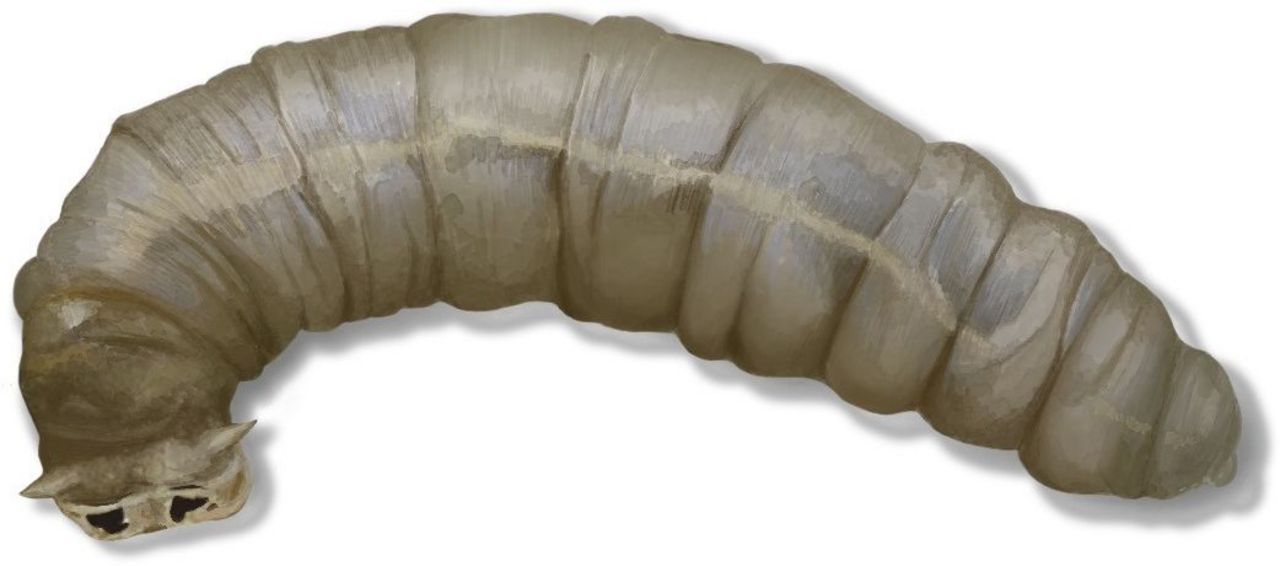 Bild einer Wiesenschnake