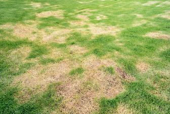 Rasenfläche mit braunen Flecke. Anzeichen eines Schädlingsbefalls.