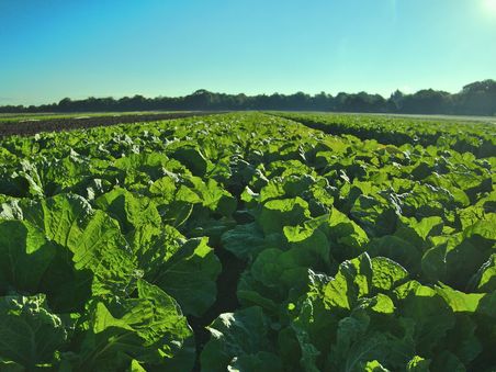salat_anbau_Landwirtschaft