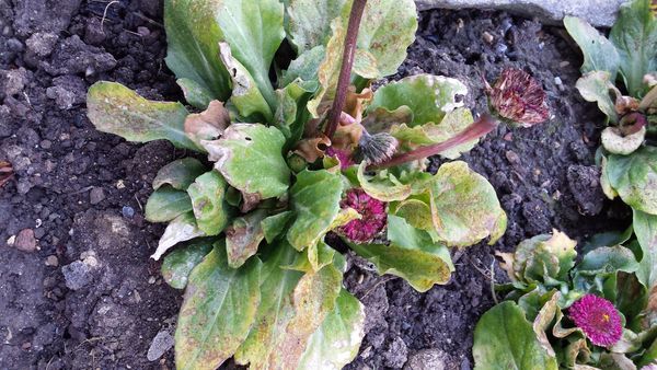 Bellis, Gänseblümchen mit Manganmangel