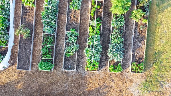 Hochbeet im Bio-Gartenbau