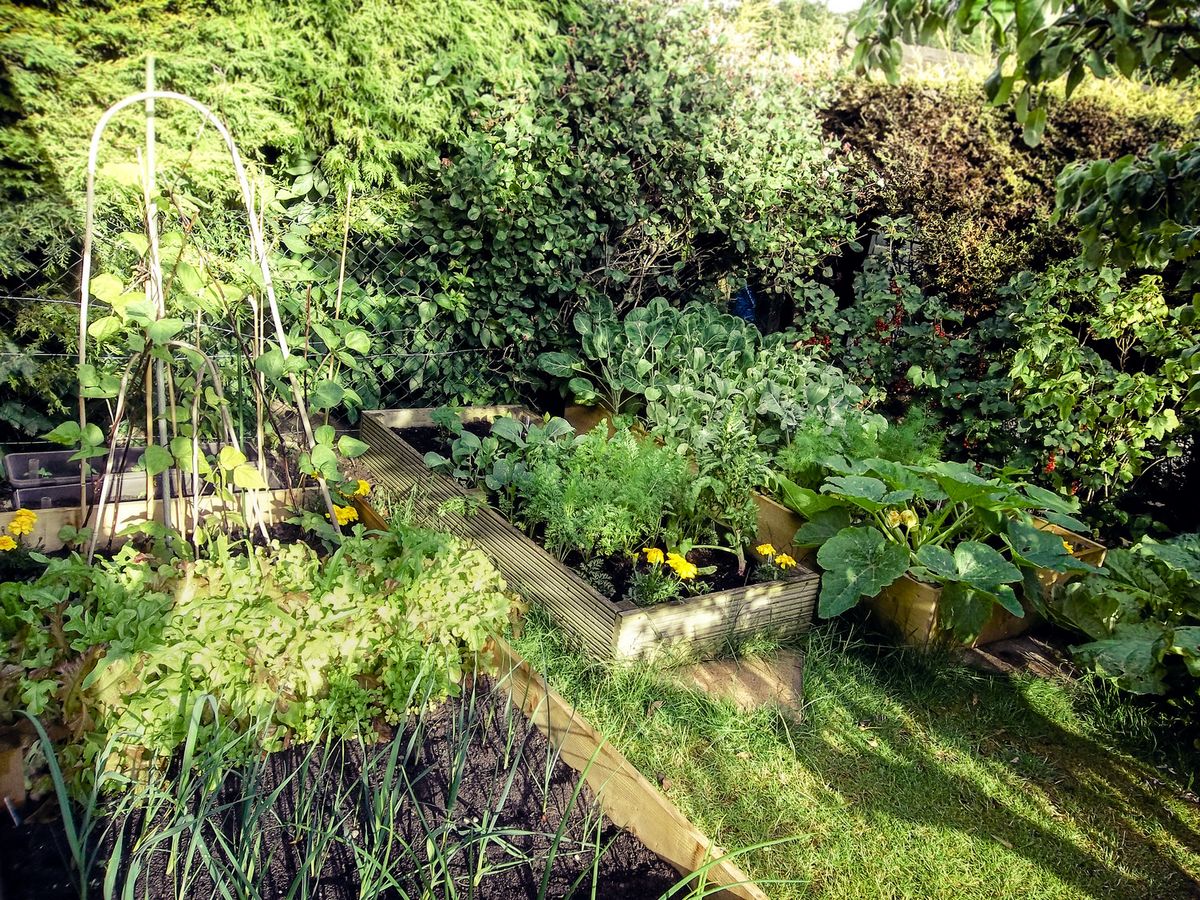 GemüsegartenIdeen für das nächste Jahr Planung und Inspiration