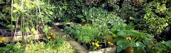 Kleiner Gemüsegarten mit eingefassten Beeten, von Hecken umgeben.