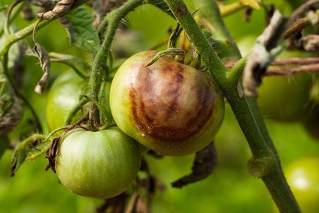 Tomatenstricken Phytophthora (Phytophthora Infestans oder Krautfäule) in Gemüsegarten, Nahaufnahme.