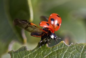 Biologische Schädlingsbekämpfung