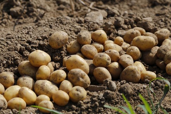 kartoffeln_ernte Erdige Kartoffeln im Hausgarten