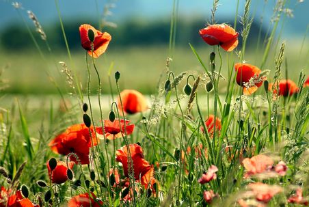 Mohn an einem Acker- bzw. Feldrand.