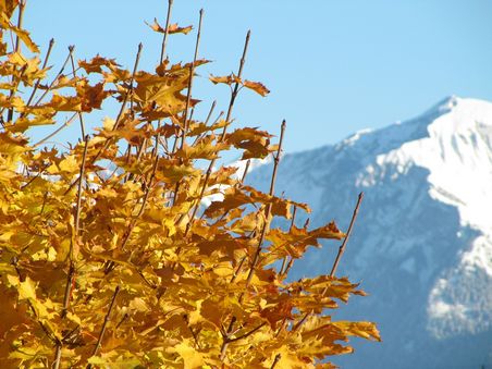 Ahornbaum im Herbst mit schneebedeckten Berg im Hintergrund