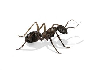Bild einer Ameise