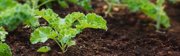 Junger Kohl in einem Gemüsebeet, weitere Kohle im unscharfen Hintergrund.