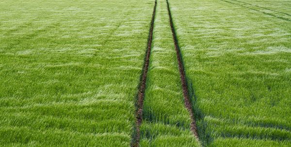 Kornfeld mit Traktorspur.