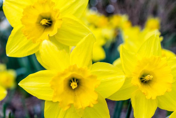 Gelbe Narzisse im Frühling