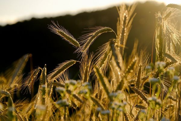 Getreide im Sonnenschein