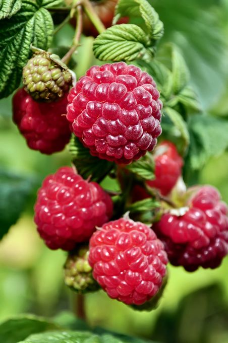 Erntereife Himbeeren an Rute