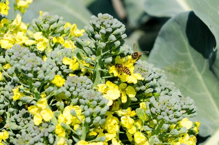 Brokkoli_Blüte_Biene_Sonne