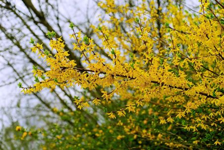 Forsythien schneiden im April