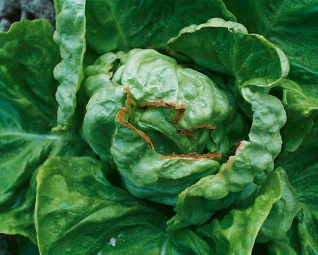 Lactuca mit Calciummangel