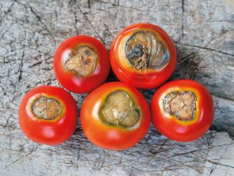 Tomaten mit Blütenfäule liegen auf einem Brett.