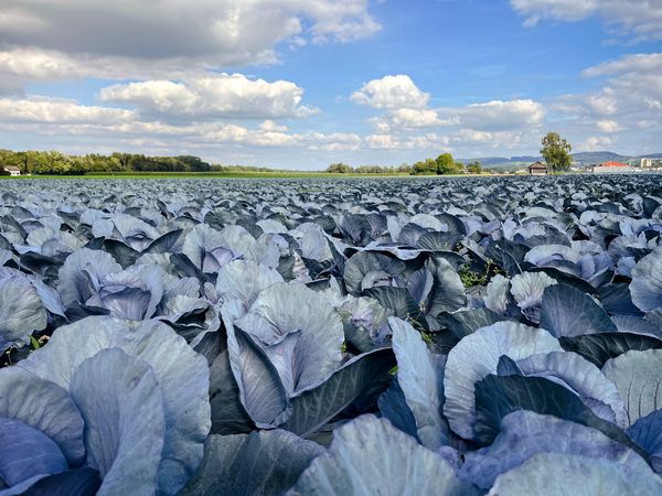 Grosse Blaukohle/Rotkohle auf Acker.