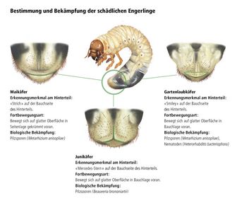 Erkennungsmerkmale zur Bestimmung der schädlichen Engerlinge