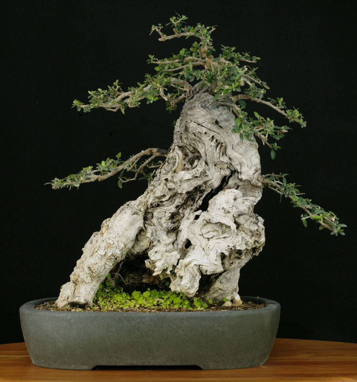 Indoor-Bonsai (Zimmerbonsai): Standort + Pflege | Hauert MANNA