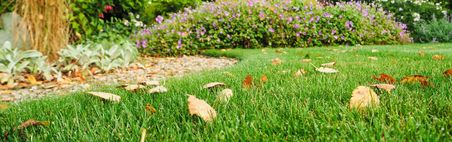 Gepflegter Garten mit Rasen und Rabatten mit Herbstblättern auf dem Rasen.