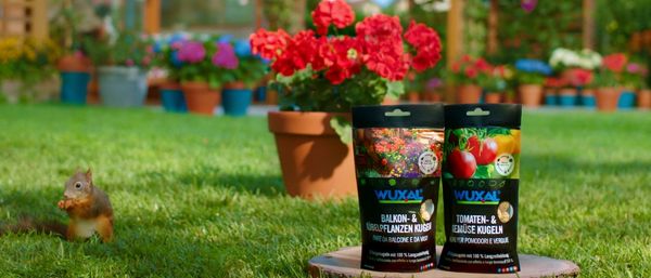 200217_Hauert_Terrace_German_Packshot_clean_RGB Schluss-Szene aus TV-Spot für
Wuxal Balkon- & Kübelpflanzen Kugel
Wuxal Tomaten- & Gemüse Kugeln