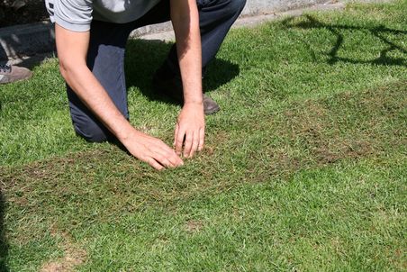 Mann kniet auf Rasen, sein Oberkörper ist nicht zu sehen.  Vor ihm ist ein verikutierter Streifen des Rasens zu sehen. Mit beiden Händen berührt er das lose Gras.