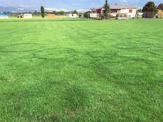 Hexenringe auf Sportplatzrasen, dunkelgrüne Ringe im Rasen aufgrund einer Pilzkrankheit im Wurzelbereich