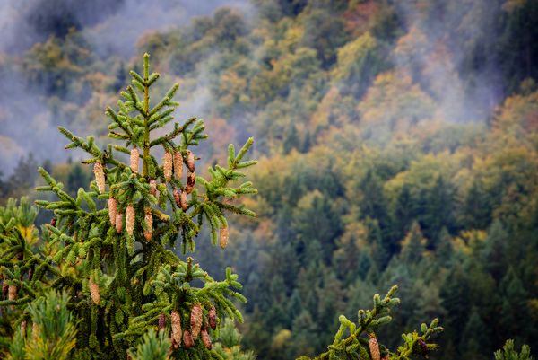 Herbstlandschaft mit Nebel. Tannen und sommergrüne Pflanzen im Hintergrund