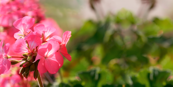 Detail-Aufnahme von Geranium Blüten, unscharfer, grüner Hintergrund.