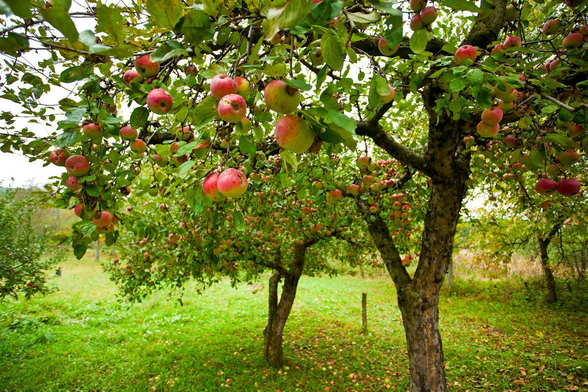 Obstbau - Die richtige Dngung | Hauert MANNA