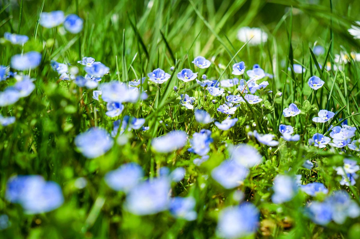 Ungrser und Unkruter | Hauert MANNA