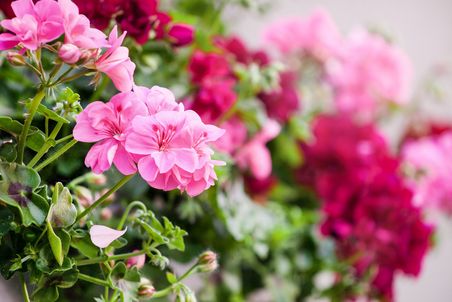 Blüten von pinkem Geranium. Bild für Nährsalzdose Blütenzauber.