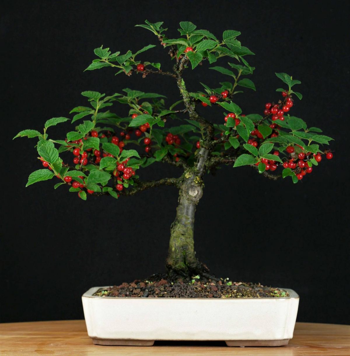 bonsai plant pictures Grow Your Own Bonsai Tree Kit Chinese Juniper main image 1
