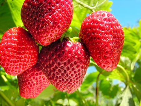 Reife Erdbeeren an Staude. Bild wird für Manna Fert V 20 kg Verpackung verwendet.