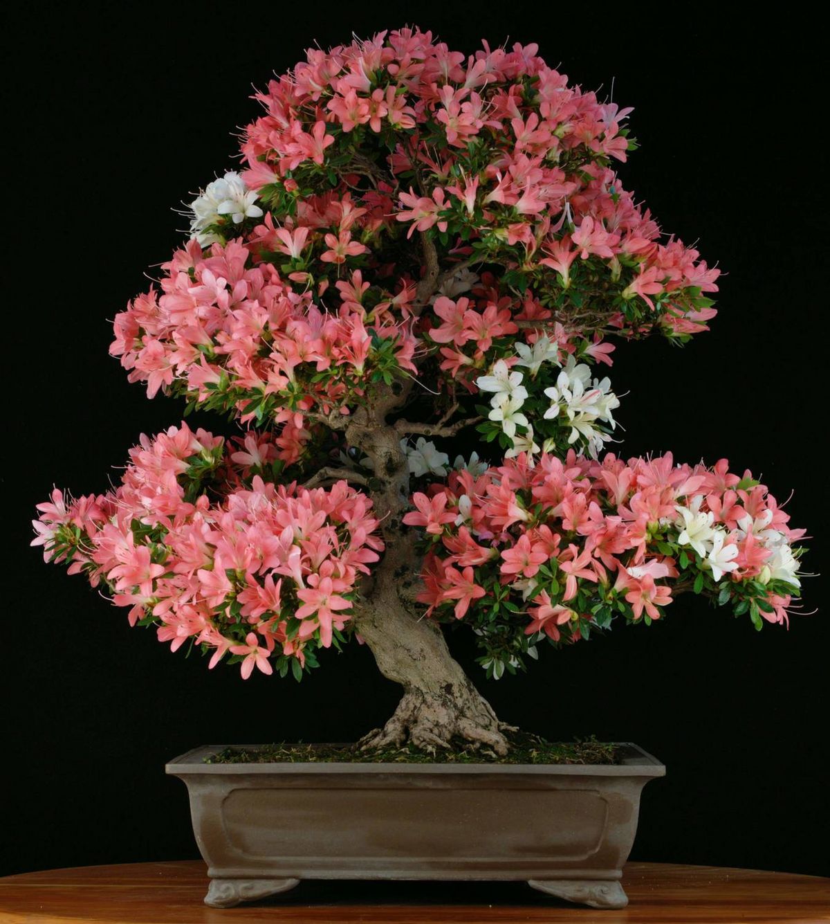 Bonsai: Schdlinge und Krankheiten | Hauert MANNA