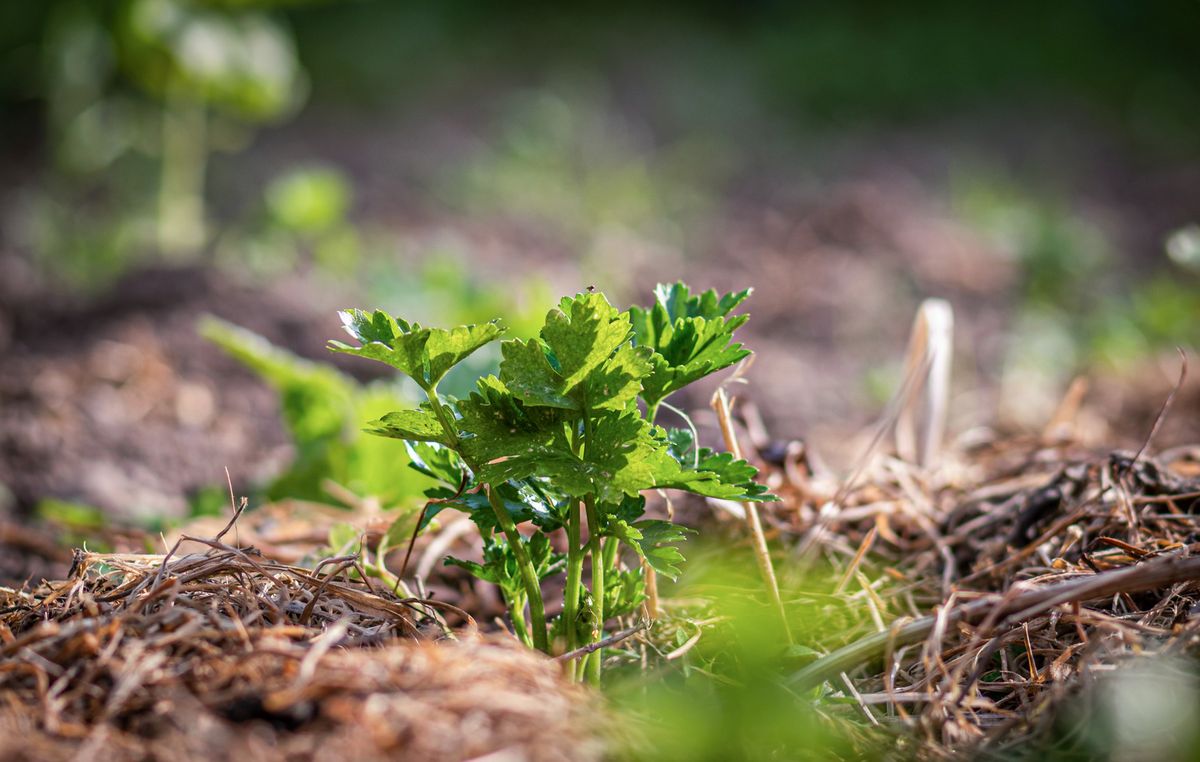 Mulch im Garten richtig verwenden Hauert MANNA