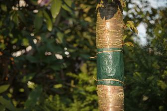 Leimring am Baum gegen Frostspanner