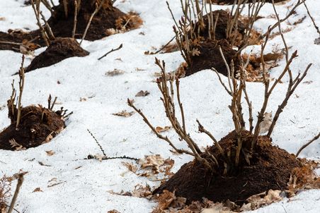 Rose mit Kompost anhäufeln im Winter, mit Schnee im Hintergrund