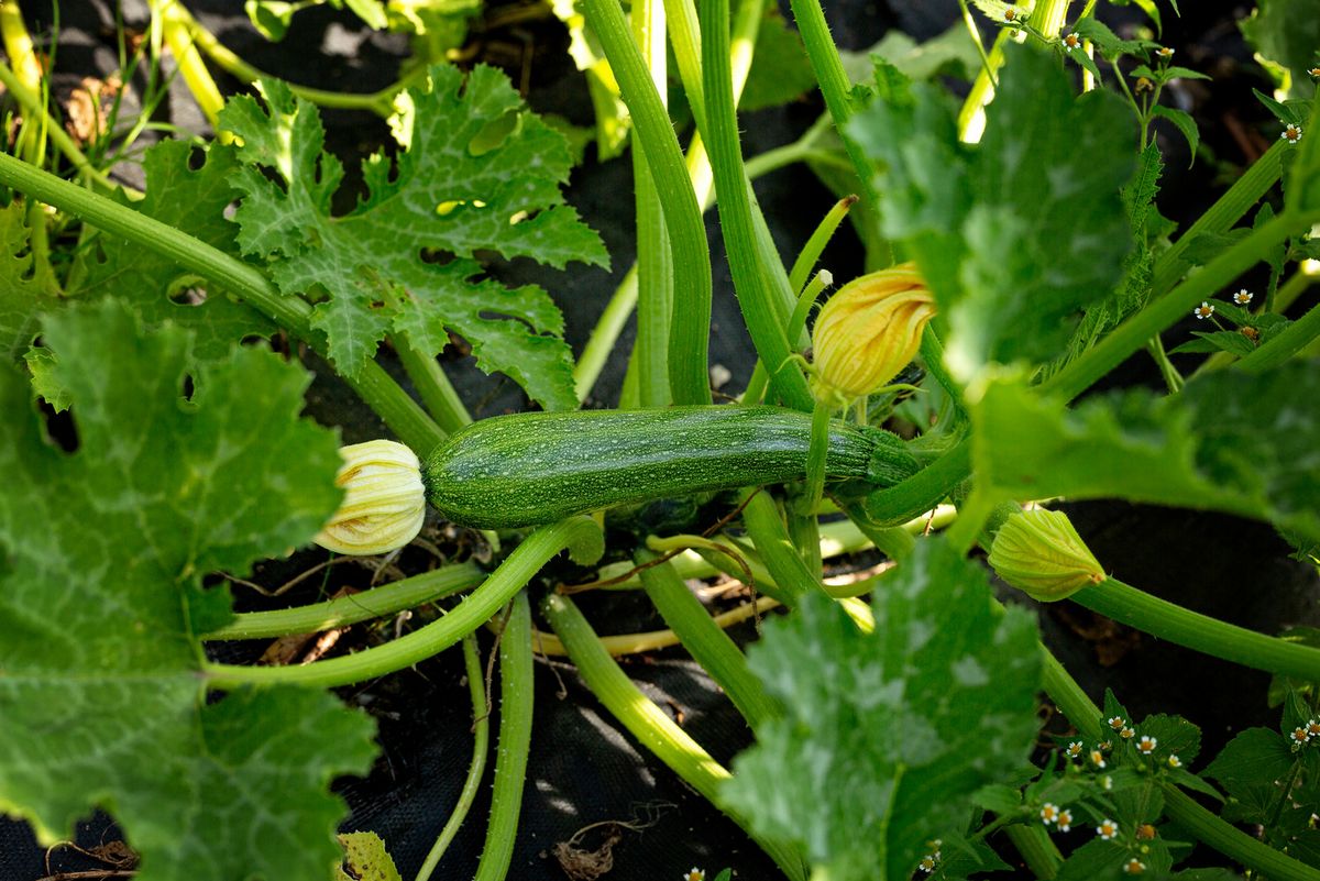 Zucchini pflanzen so gelingt's Hauert MANNA