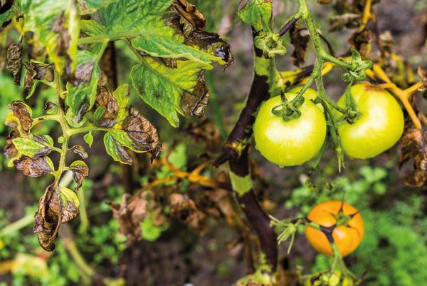 Tomaten mit Krautfäule