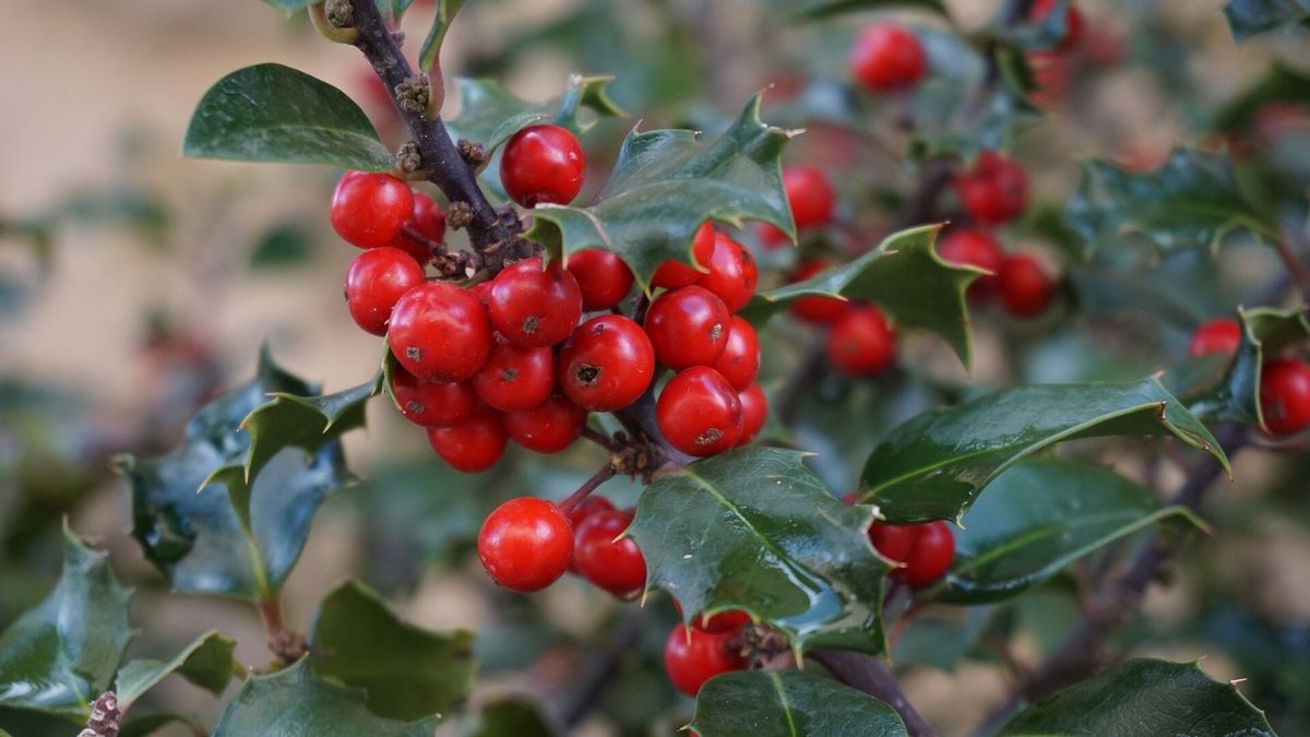 Die Stechpalme (Ilex): pflanzen, pflegen, schneiden | Hauert MANNA