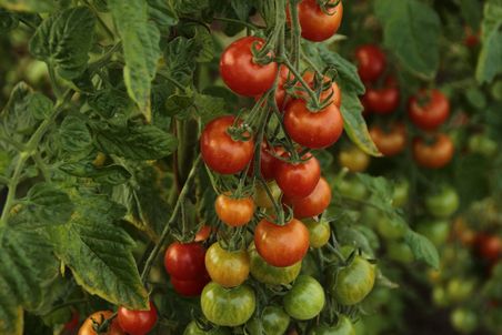 Rispe mit roten und grünen Cherry-Tomaten.