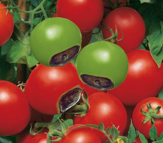 Tomaten mit Calciummangel und Blütenendfäule