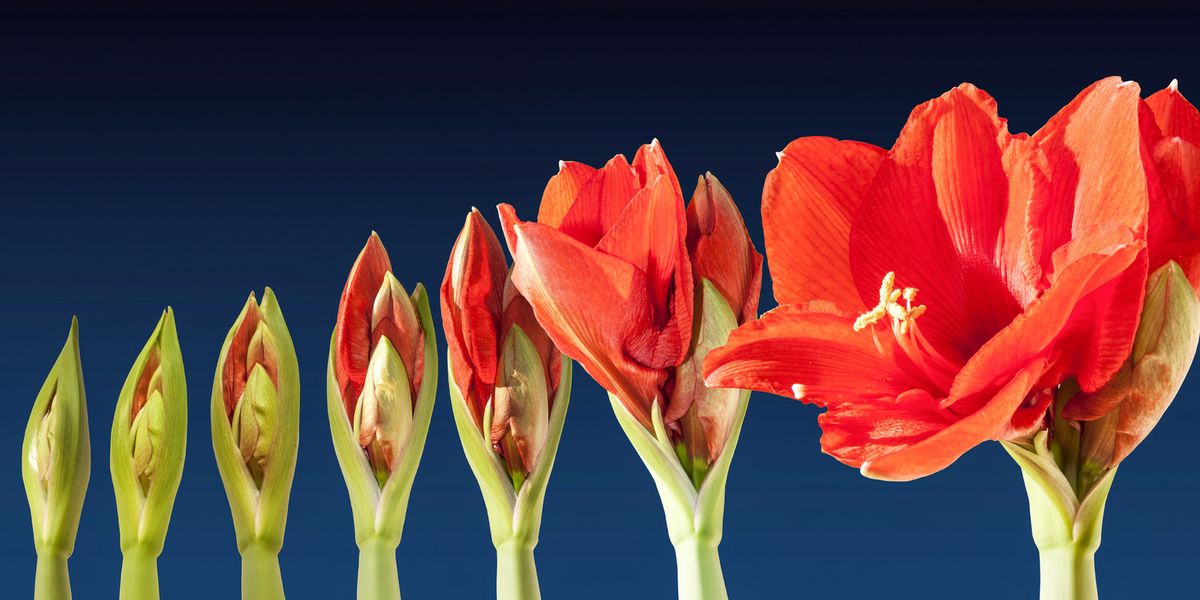 Amaryllis pflegen + erneut zum Blhen bringen | Hauert MANNA