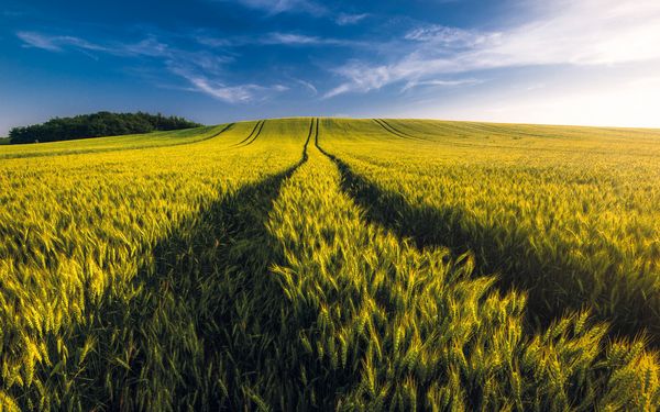 Gelbes Weizenfeld mit Fahrspuhren, blauer Himmel.