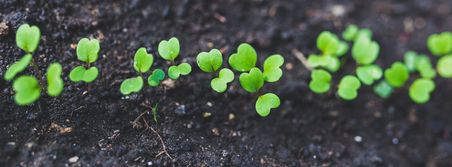 Keimender Rucola in dunkler Erde.