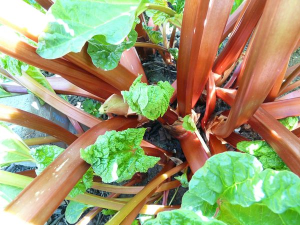 Rhabarber im Frühlingsgarten, mit grünen Blättern.