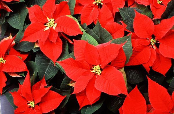 Eine Gruppe Weihnachtssterne (Euphorbia pulcherrima) von oben fotografiert. Raw-Datei.